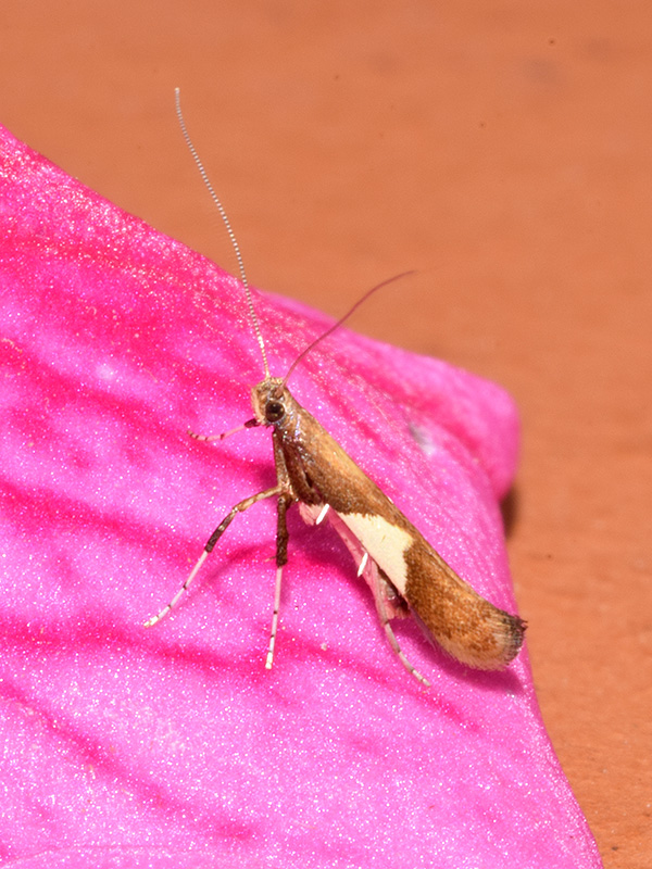 Caloptilia stigmatella -  Gracillariidae: larva, pupa, adulto